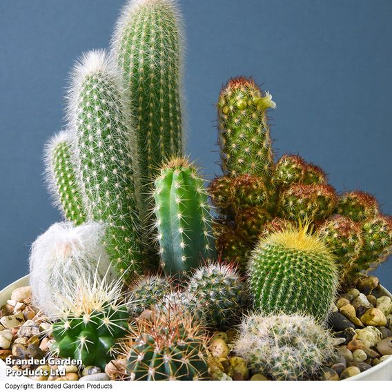Cactus Mix