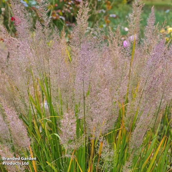 Calamagrostis brachytricha