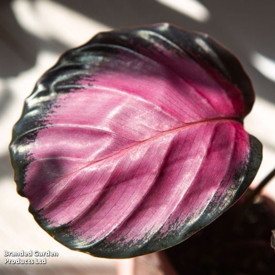 Calathea roseopicta 'Crimson'