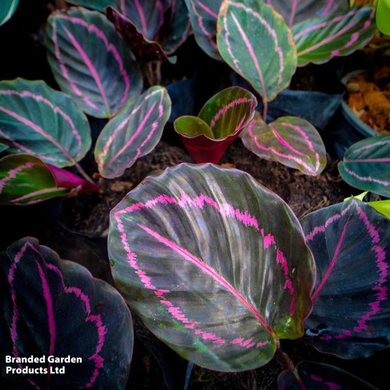 Calathea roseopicta 'Surprise Star'