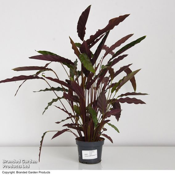Calathea rufibarba