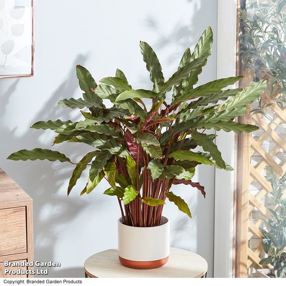 Calathea rufibarba