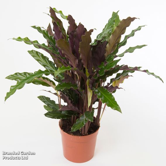 Calathea rufibarba