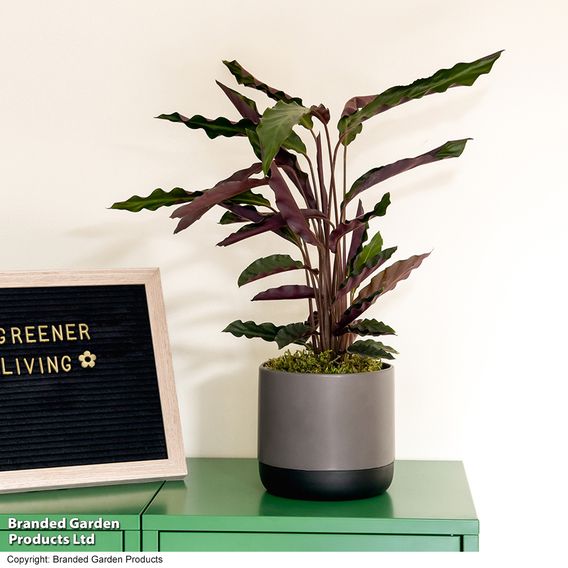 Calathea rufibarba