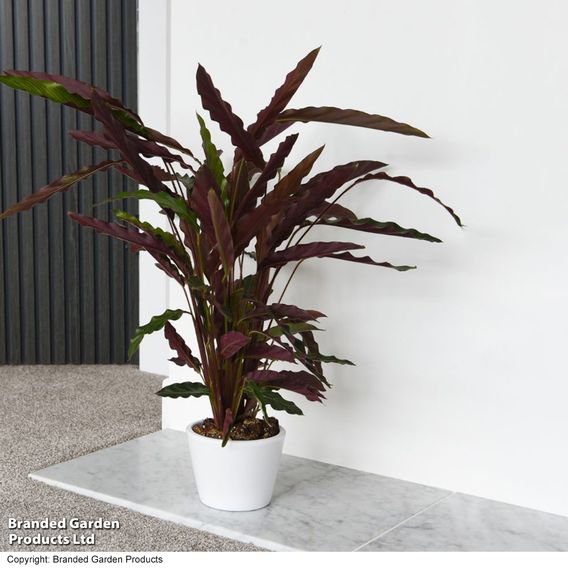 Calathea rufibarba