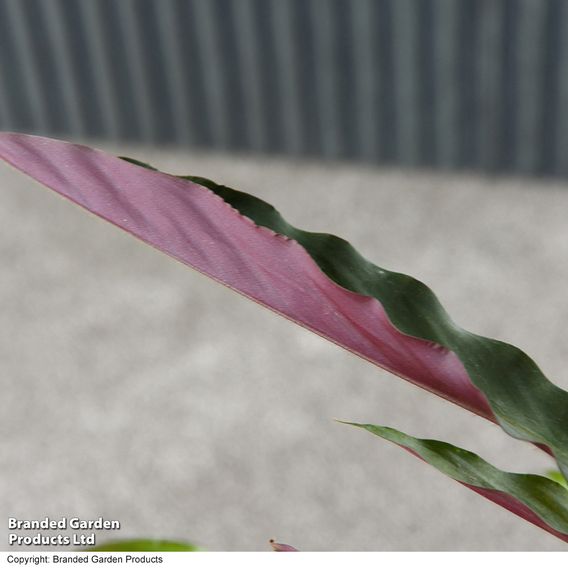 Calathea rufibarba