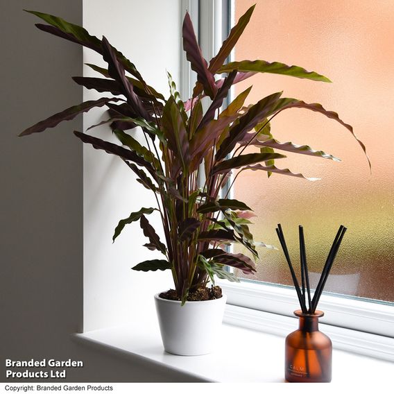 Calathea rufibarba