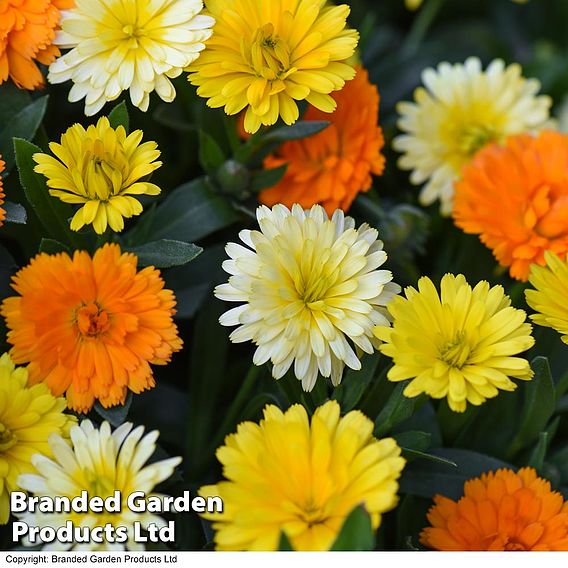 Calendula 'Power Daisy' Collection