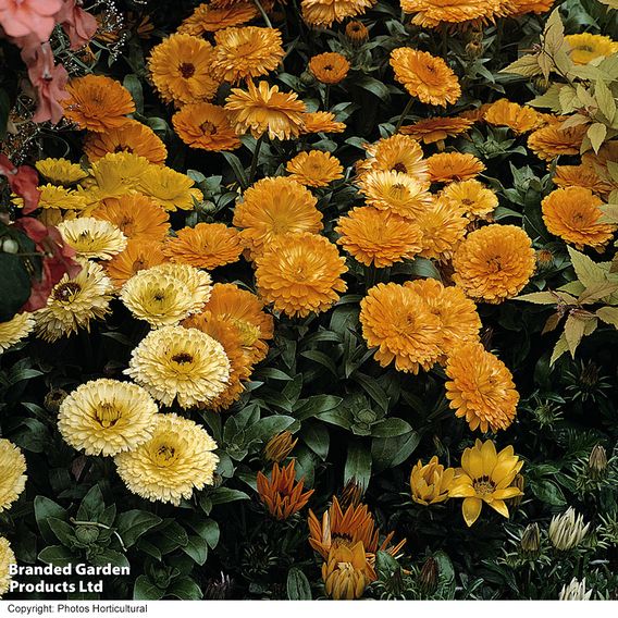 Calendula 'Fiesta Gitana Mixed' - Seeds