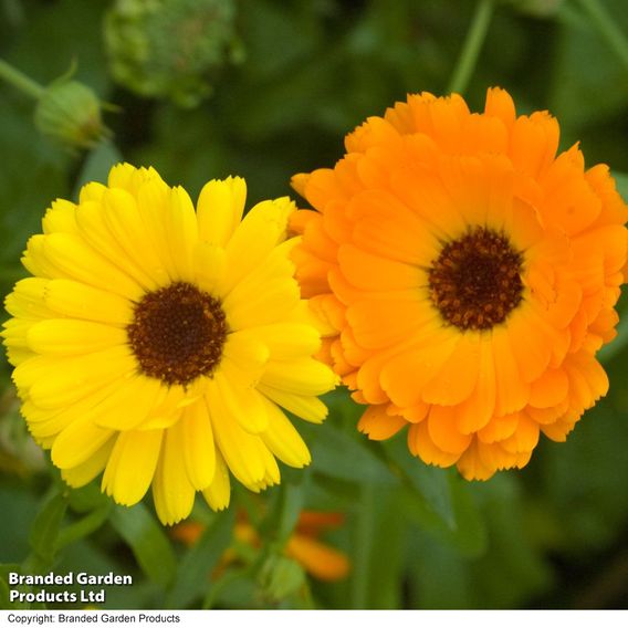 Calendula 'Fiesta Gitana Mixed' - Seeds