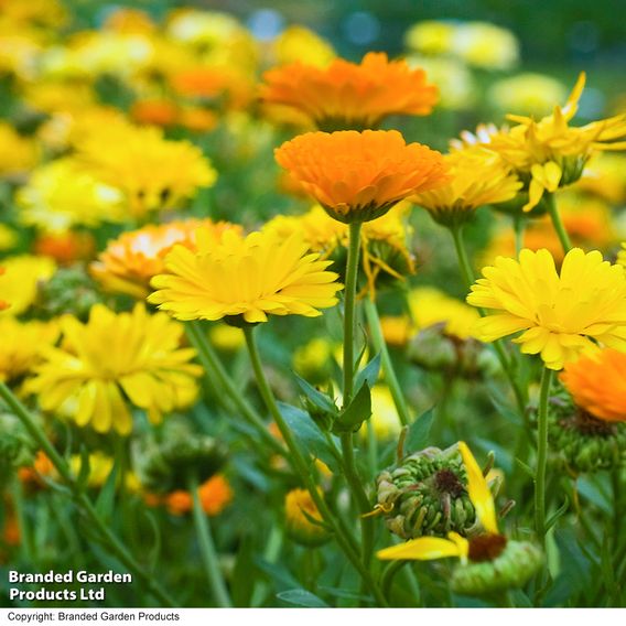 Calendula 'Fiesta Gitana Mixed' - Seeds