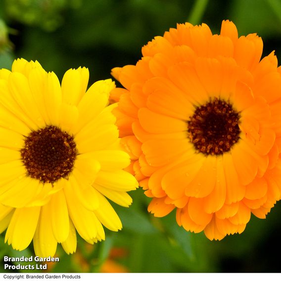 Calendula 'Fiesta Gitana Mixed' - Seeds