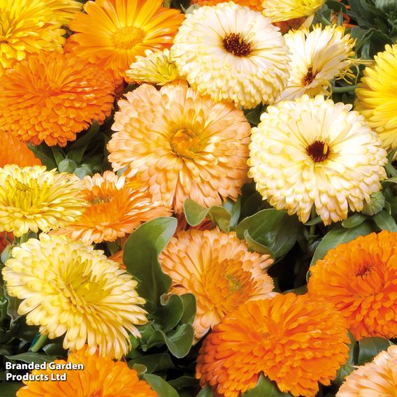 Calendula 'Fiesta Gitana Mixed' - Seeds