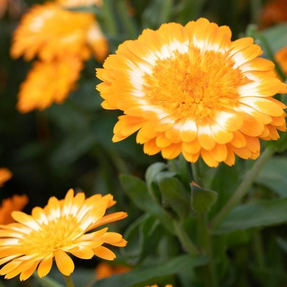 Calendula 'Kablouna Luna' - Seeds