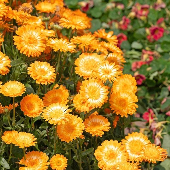 Calendula 'Kablouna Luna' - Seeds