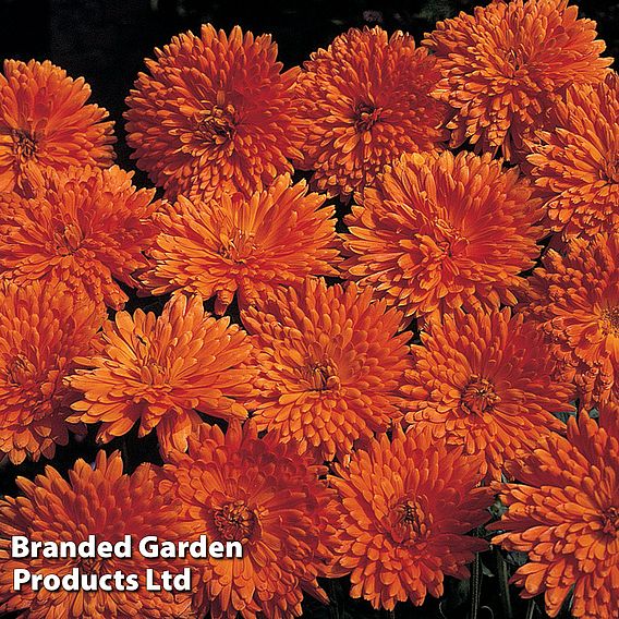 Calendula 'Porcupine Orange'