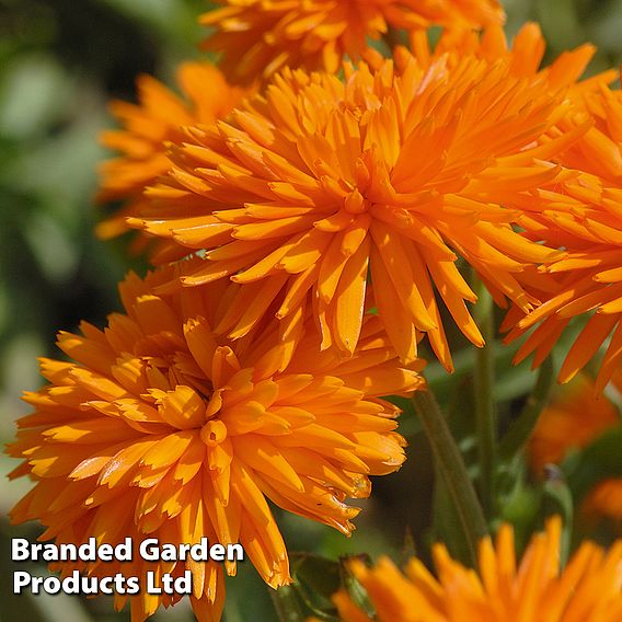 Calendula 'Porcupine Orange'