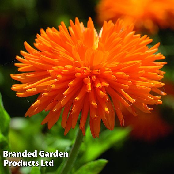 Calendula 'Porcupine Orange'