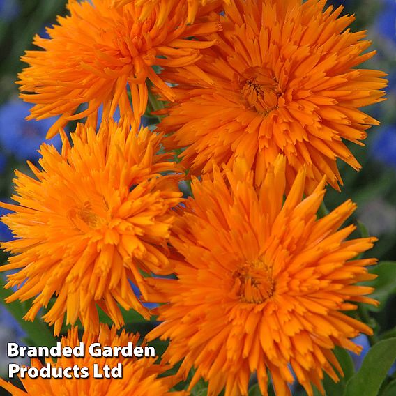 Calendula 'Porcupine Orange'