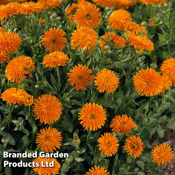 Calendula 'Porcupine Orange'
