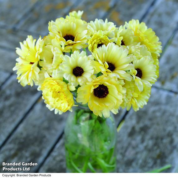 Calendula 'Snow Princess' - Seeds
