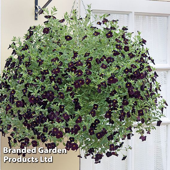 Calibrachoa 'Can-Can Black Cherry'