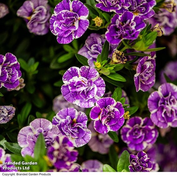Calibrachoa 'Calita Double Blue Splash'