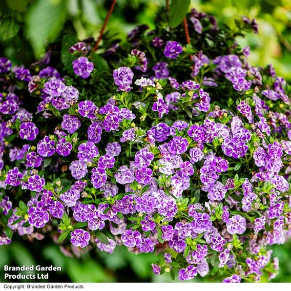 Calibrachoa 'Calita Double Blue Splash'