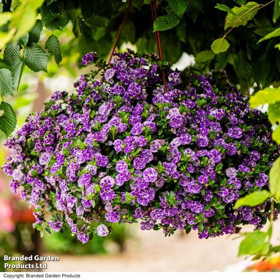 Calibrachoa 'Calita Double Blue Splash'