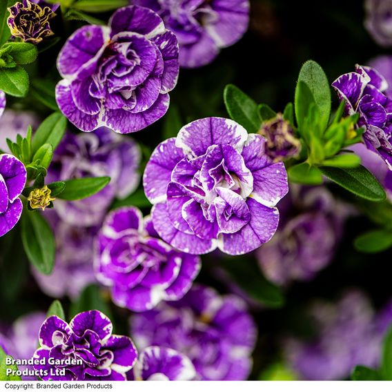 Calibrachoa 'Calita Double Splash' Duo