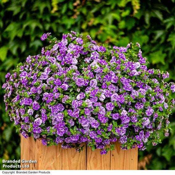 Calibrachoa 'Calita Double Blue Splash'