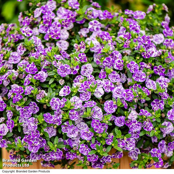 Calibrachoa 'Calita Double Splash' Duo