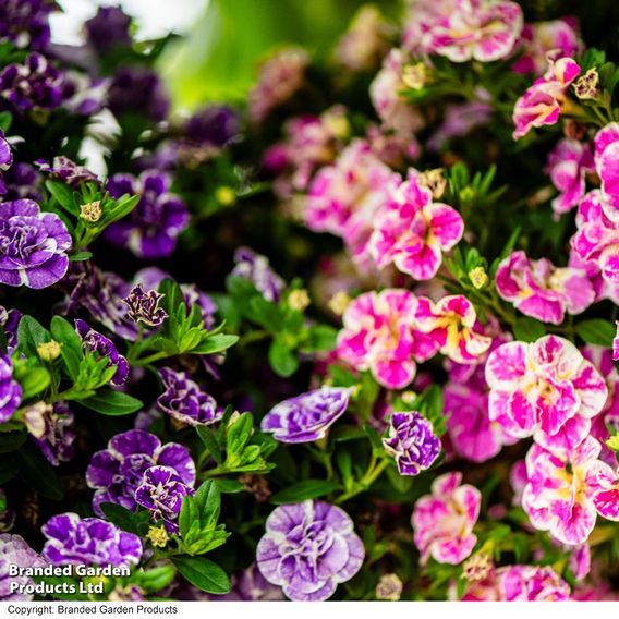 Calibrachoa 'Calita Double Splash' Duo
