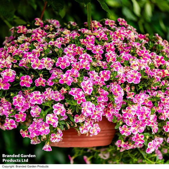 Calibrachoa 'Calita Double Pink Splash'