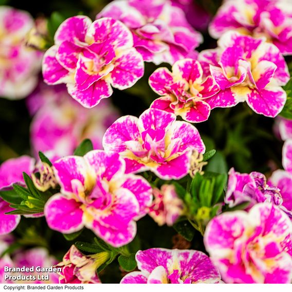 Calibrachoa 'Calita Double Pink Splash'