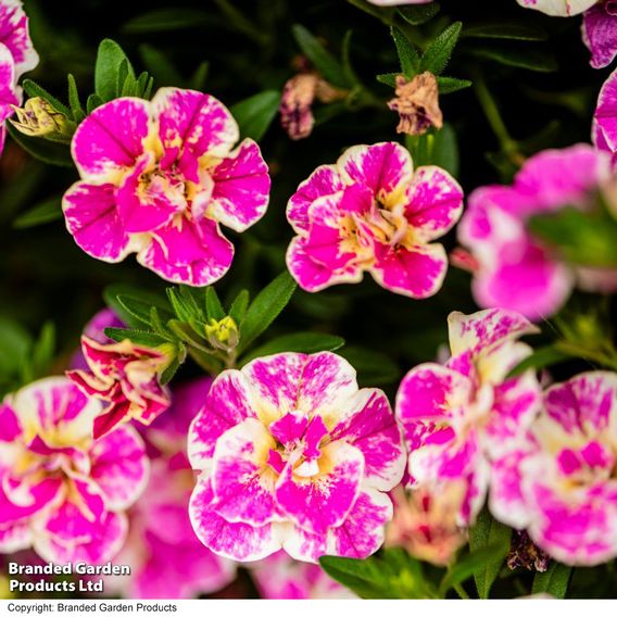 Calibrachoa 'Calita Double Pink Splash'