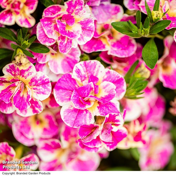 Calibrachoa 'Calita Double Pink Splash'