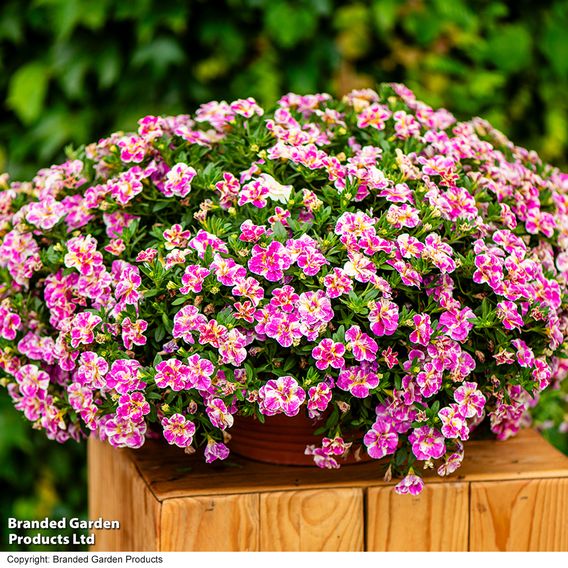 Calibrachoa 'Calita Double Pink Splash'