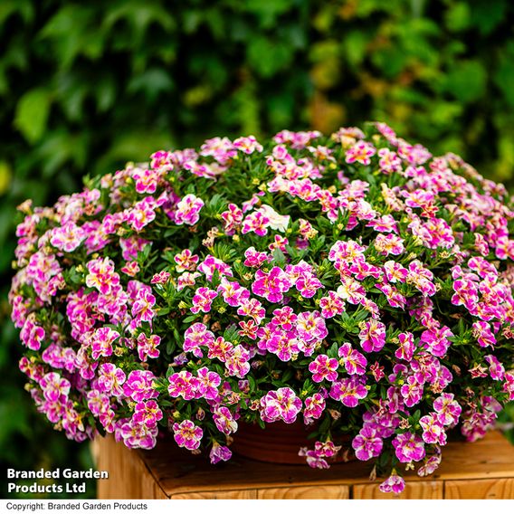 Calibrachoa 'Calita Double Pink Splash'