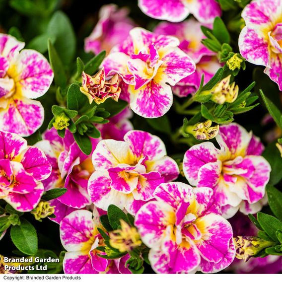 Calibrachoa 'Calita Double Pink Splash'
