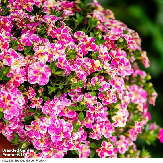 Calibrachoa 'Calita Double Pink Splash'