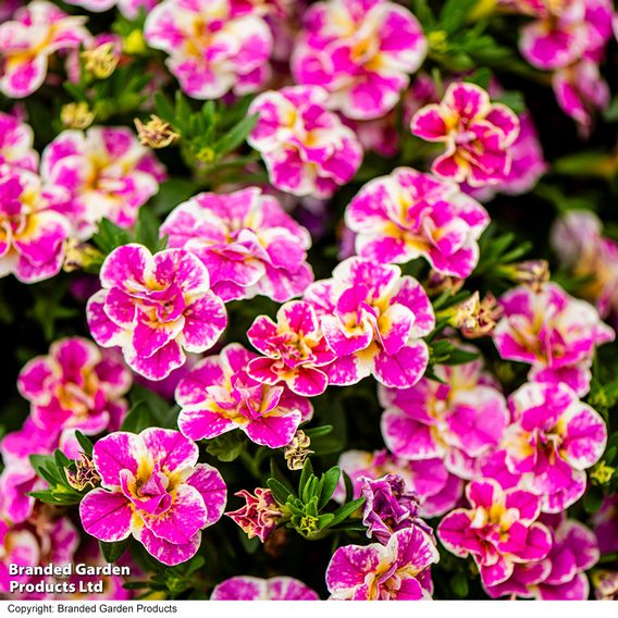 Calibrachoa 'Calita Double Pink Splash'