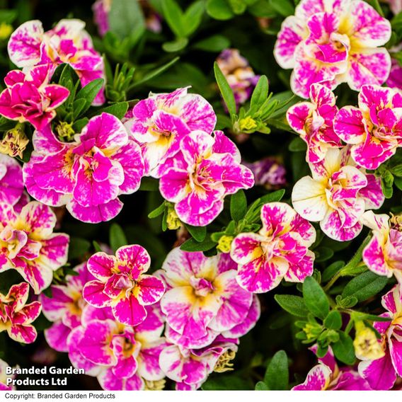 Calibrachoa 'Calita Double Pink Splash'