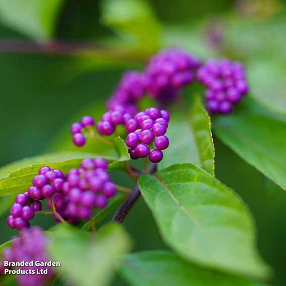 Callicarpa kwangtungensis