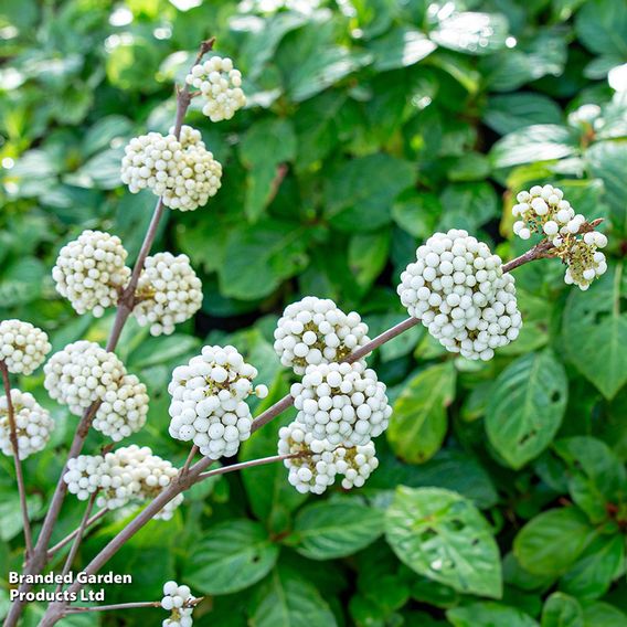 Callicarpa bodinieri 'Magical Snowstar'