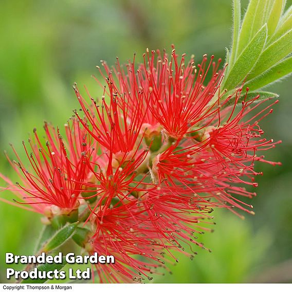 Callistemon 'Masotti Mini Red'