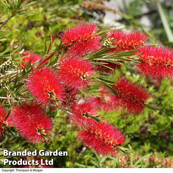 Callistemon 'Masotti Mini Red'