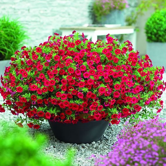 Calibrachoa 'Million Bells Scarlet Red'