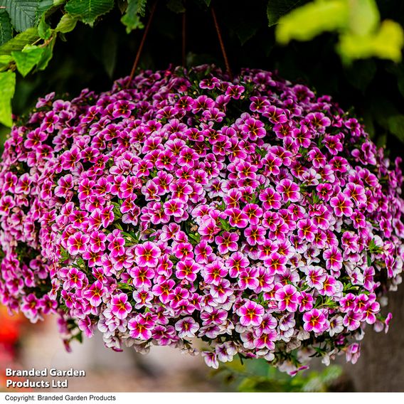 Calibrachoa 'Pink Lace'