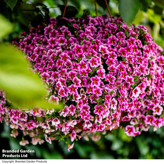 Calibrachoa 'Pink Lace'